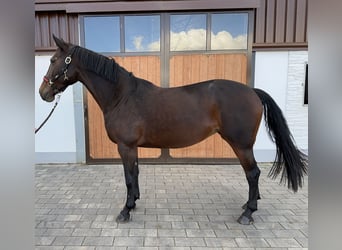 Oldenburger Springpferd, Klacz, 9 lat, 165 cm, Ciemnogniada