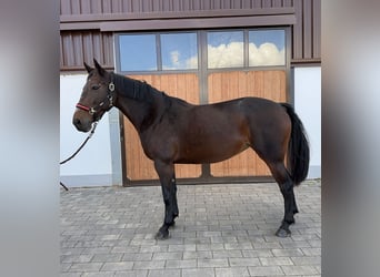 Oldenburger Springpferd, Klacz, 9 lat, 165 cm, Ciemnogniada