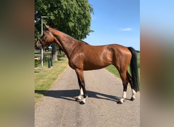 Oldenburger Springpferd, Klacz, 9 lat, 165 cm, Gniada