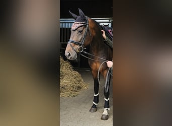 Oldenburger Springpferd, Klacz, 9 lat, 166 cm, Ciemnogniada