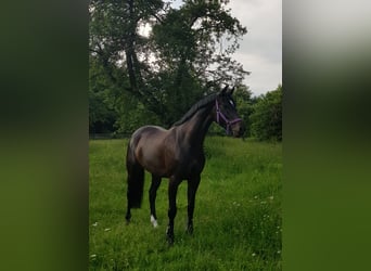 Oldenburger Springpferd, Klacz, 9 lat, 166 cm, Skarogniada