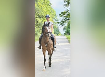 Oldenburger Springpferd, Klacz, 9 lat, 167 cm, Gniada