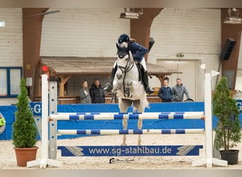 Oldenburger Springpferd, Klacz, 9 lat, 167 cm, Siwa