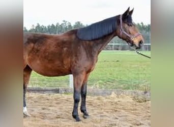 Oldenburger Springpferd, Klacz, 9 lat, 168 cm, Gniada
