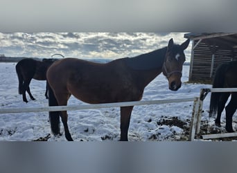 Oldenburger Springpferd, Klacz, 9 lat, 168 cm, Gniada