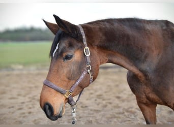 Oldenburger Springpferd, Klacz, 9 lat, 168 cm, Gniada