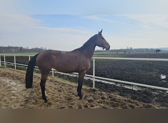 Oldenburger Springpferd, Klacz, 9 lat, 168 cm, Gniada