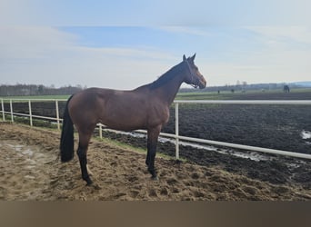 Oldenburger Springpferd, Klacz, 9 lat, 168 cm, Gniada