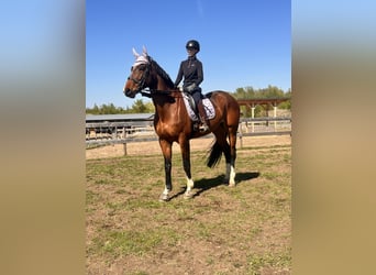 Oldenburger Springpferd, Klacz, 9 lat, 173 cm, Ciemnogniada