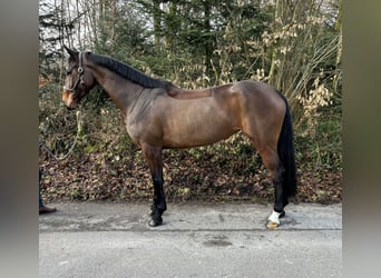 Oldenburger Springpferd, Klacz, 9 lat