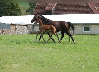 Oldenburger Springpferd, Klacz, Źrebak (05/2023), 170 cm, Ciemnogniada