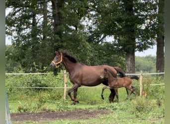 Oldenburger Springpferd, Klacz, Źrebak (03/2026), 170 cm, Ciemnogniada