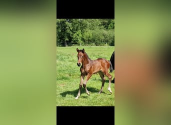 Oldenburger Springpferd, Klacz, Źrebak (05/2026), Ciemnogniada