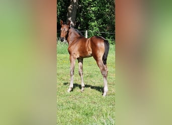 Oldenburger Springpferd, Klacz, Źrebak (05/2026), Ciemnogniada