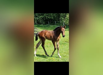 Oldenburger Springpferd, Klacz, Źrebak (05/2026), Ciemnogniada