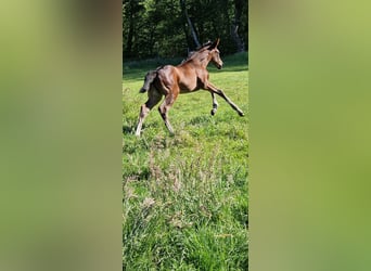 Oldenburger Springpferd, Klacz, Źrebak (05/2026), Ciemnogniada