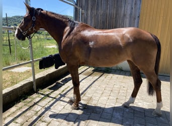 Oldenburger Springpferd, Nieznany, 7 lat, 172 cm, Kasztanowata