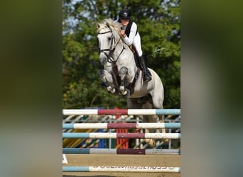 Oldenburger Springpferd, Ogier, 12 lat, 164 cm, Siwa