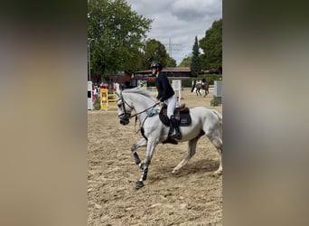Oldenburger Springpferd, Ogier, 12 lat, 164 cm, Siwa