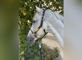 Oldenburger Springpferd, Ogier, 12 lat, 164 cm, Siwa