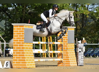 Oldenburger Springpferd, Ogier, 12 lat, 164 cm, Siwa