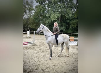Oldenburger Springpferd, Ogier, 12 lat, 164 cm, Siwa