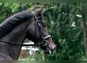 Oldenburger Springpferd, Ogier, 15 lat, 168 cm, Skarogniada