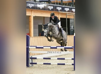 Oldenburger Springpferd, Ogier, 1 Rok, Gniada
