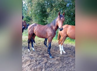 Oldenburger Springpferd, Ogier, 1 Rok, Gniada