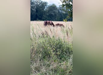 Oldenburger Springpferd, Ogier, 1 Rok, Kasztanowata