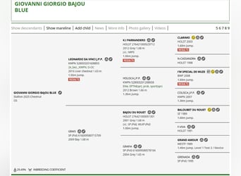 Oldenburger Springpferd, Ogier, 1 Rok, Kasztanowata