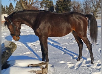 Oldenburger Springpferd, Ogier, 2 lat, 158 cm, Ciemnogniada