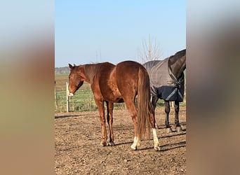 Oldenburger Springpferd, Ogier, 2 lat, Kasztanowata