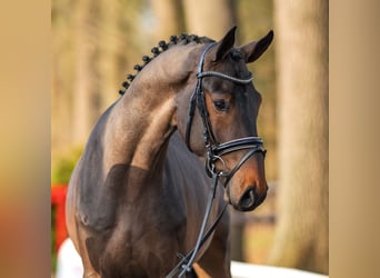 Oldenburger Springpferd, Ogier, 3 lat, 169 cm, Ciemnogniada