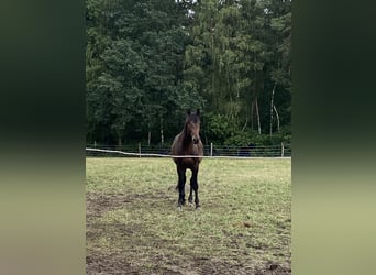 Oldenburger Springpferd, Ogier, 3 lat, 170 cm, Ciemnogniada