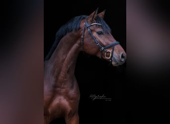 Oldenburger Springpferd, Ogier, 3 lat, 170 cm, Gniada