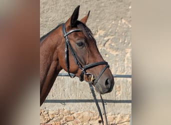 Oldenburger Springpferd, Ogier, 4 lat, 163 cm, Gniada