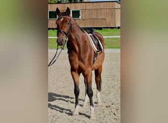 Oldenburger Springpferd, Ogier, 4 lat, 163 cm, Gniada