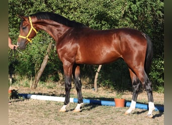 Oldenburger Springpferd, Ogier, 4 lat, 167 cm, Gniada