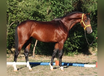 Oldenburger Springpferd, Ogier, 4 lat, 167 cm, Gniada