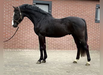 Oldenburger Springpferd, Ogier, 4 lat, 168 cm, Kara