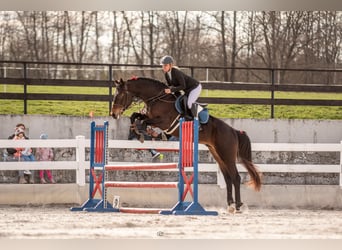 Oldenburger Springpferd, Ogier, 4 lat, 170 cm, Ciemnogniada