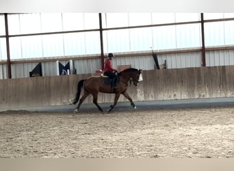 Oldenburger Springpferd, Ogier, 5 lat, 165 cm, Gniada