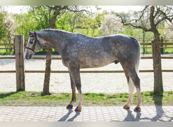 Oldenburger Springpferd, Ogier, 6 lat, 168 cm, Stalowosiwy