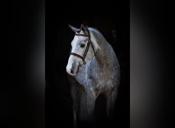 Oldenburger Springpferd, Ogier, 6 lat, 168 cm, Stalowosiwy