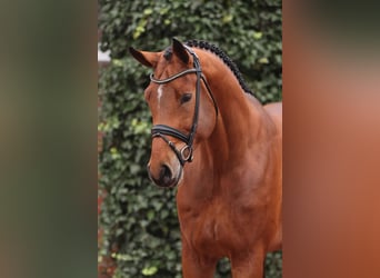 Oldenburger Springpferd, Ogier, 4 lat, 180 cm, Gniada