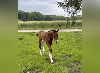 Oldenburger Springpferd, Ogier, , 170 cm, Gniada