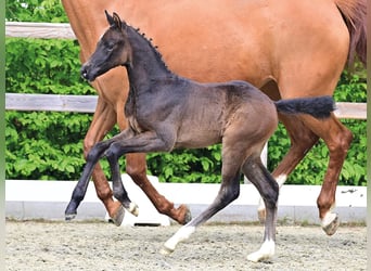 Oldenburger Springpferd, Ogier, Źrebak (04/2026), Formy Brown Falb