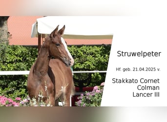 Oldenburger Springpferd, Ogier, Źrebak (04/2025), Gniada