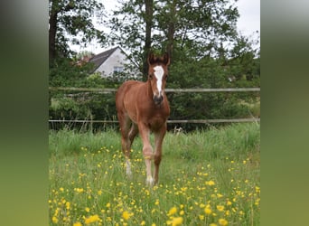 Oldenburger Springpferd, Ogier, , Gniada